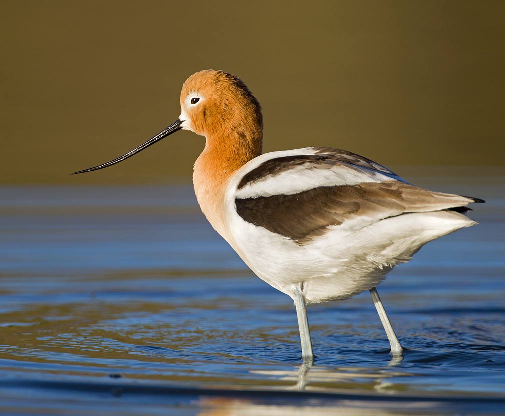 Avocet