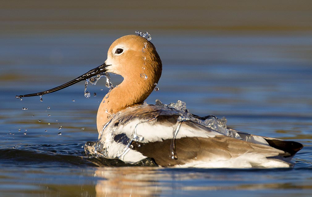 Avocet