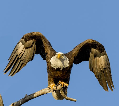 Bald Eagle