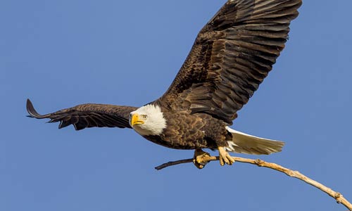 Bald Eagle