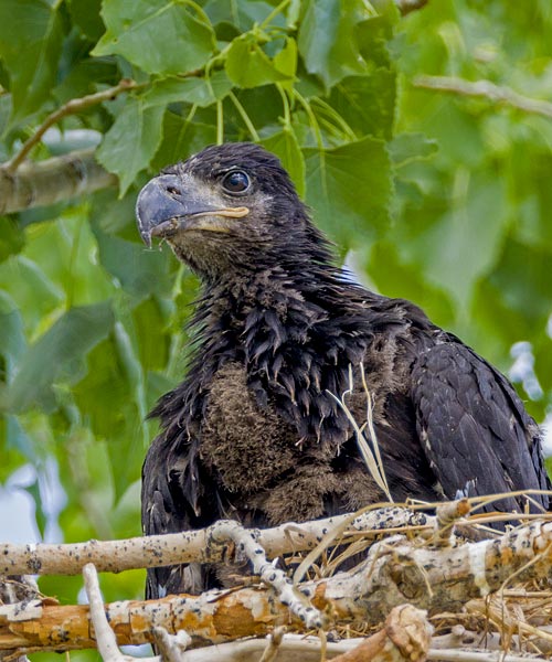 Bald Eagle