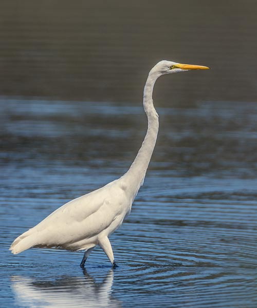 Great Egret