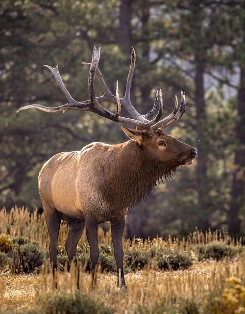 Elk