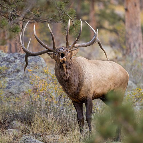 Elk