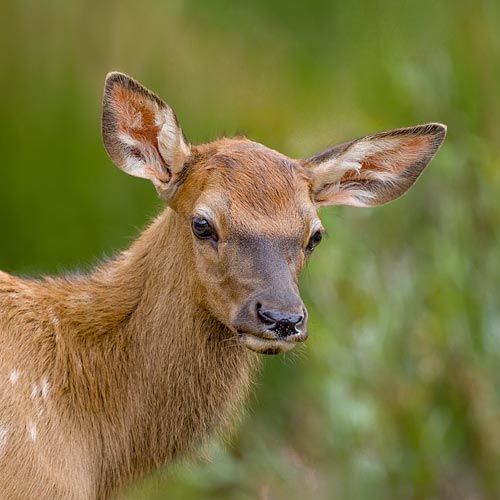 Elk