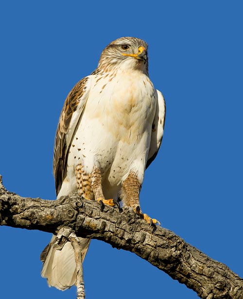 Ferruginous Hawk