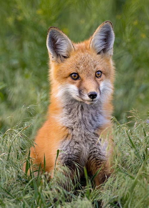 Red Fox