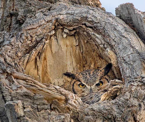 Great Horned Owl