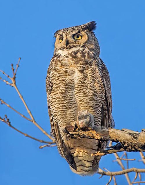 Great Horned Owl