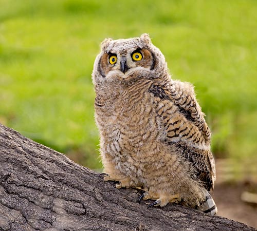 Great Horned Owl