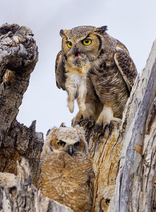 Great Horned Owl