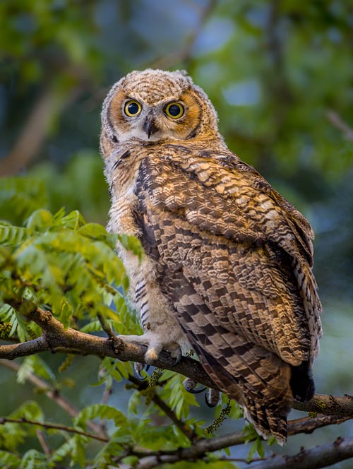Great Horned Owl