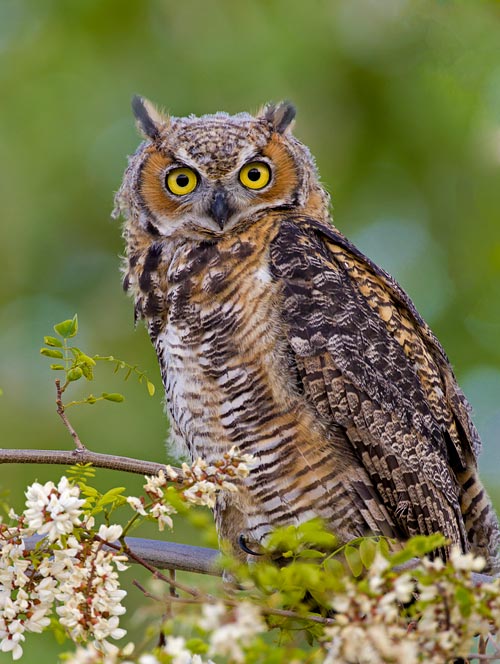 Great Horned Owl