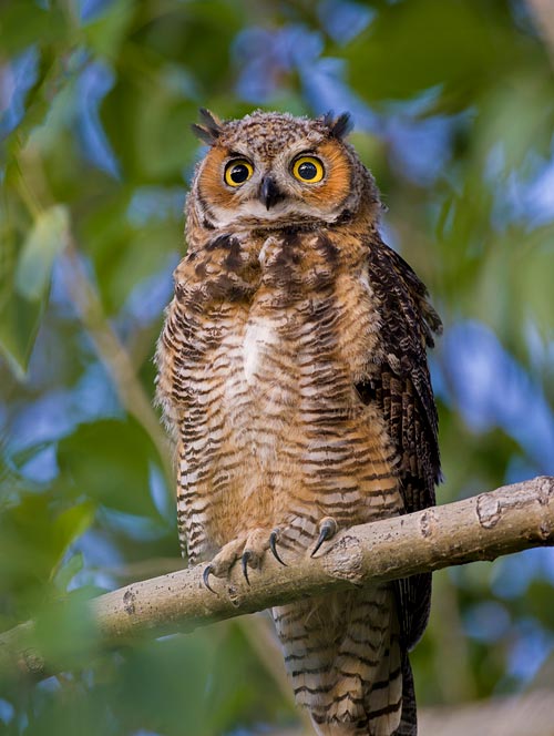 Great Horned Owl