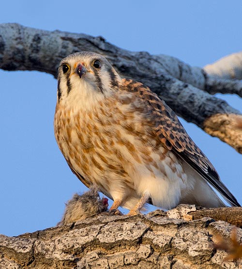 Kestrel