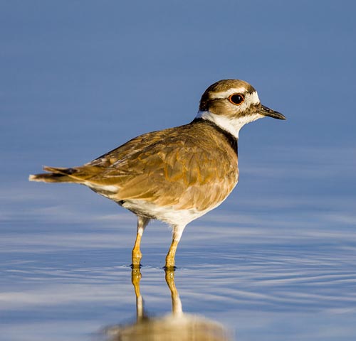 Killdeer