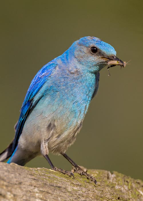 Mountain Bluebird