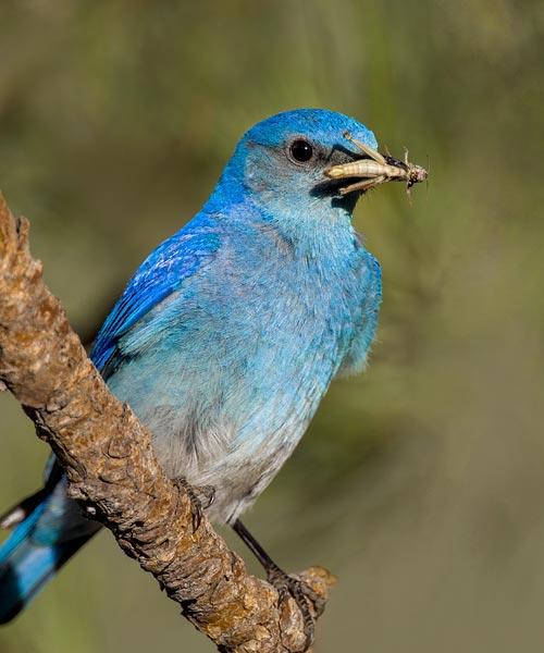 Mountain Bluebird