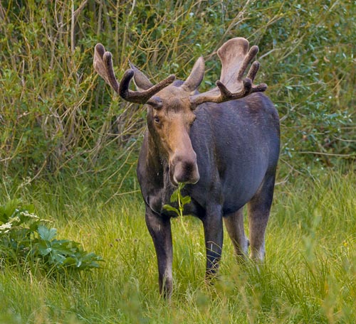 Moose