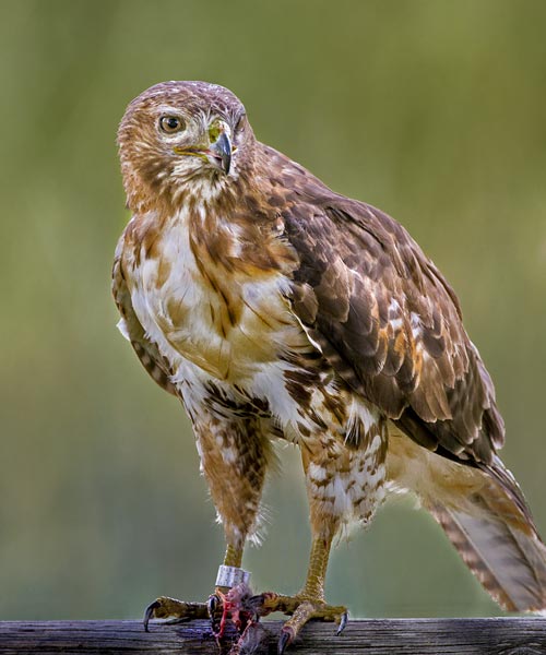 Red-Tailed Hawk