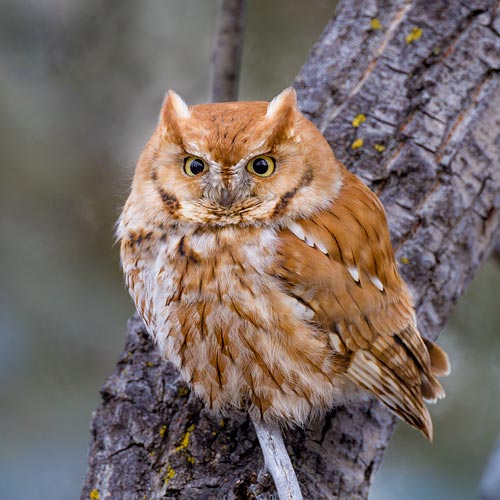 Eastern Screech Owl