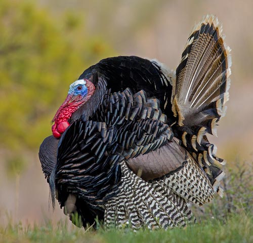 Wild Turkey