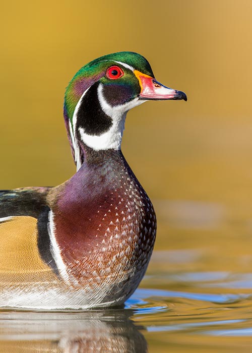 Wood Duck