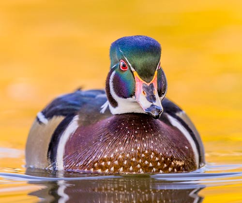 Wood Duck